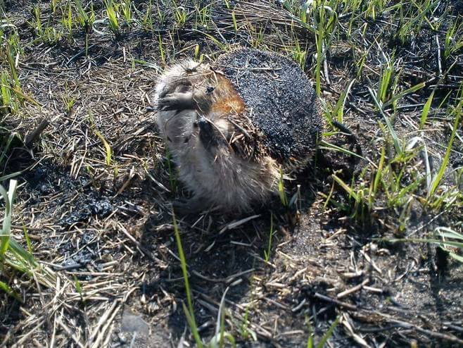 17626543_780275962131178_774245922989216599_n