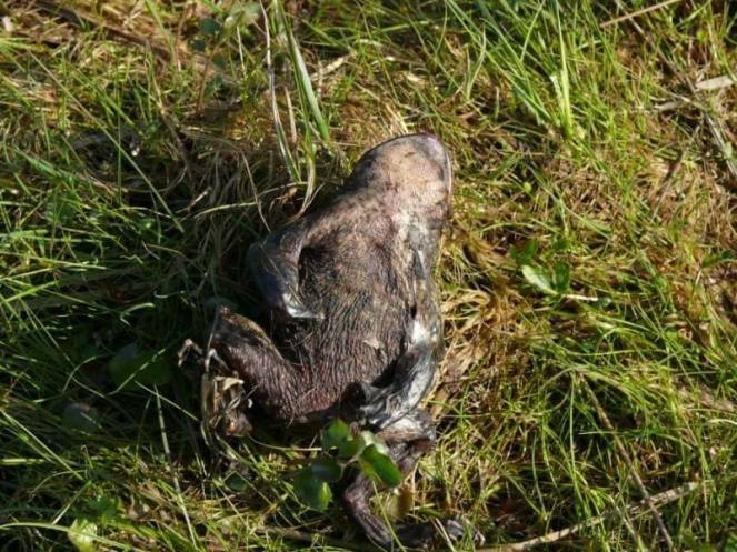 17629810_780275955464512_5768229196762318451_n