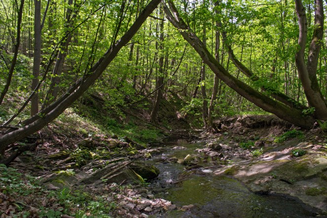 DSC_0746.jpg